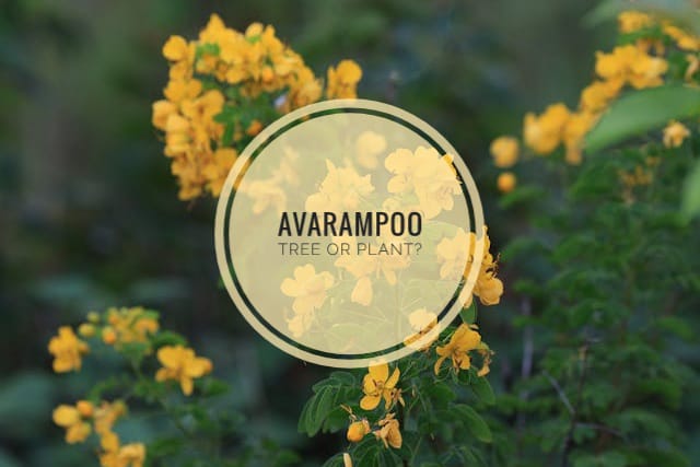 Avarampoo Tree or Plant