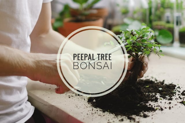 Peepal Tree Bonsai