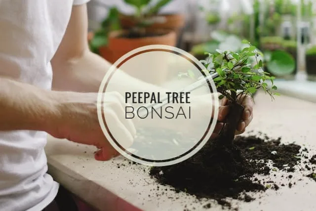Peepal Tree Bonsai