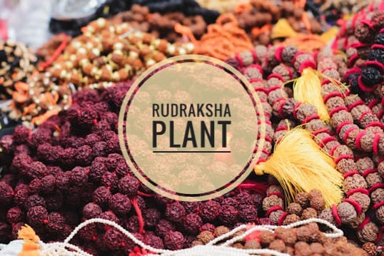 Rudraksha Tree India
