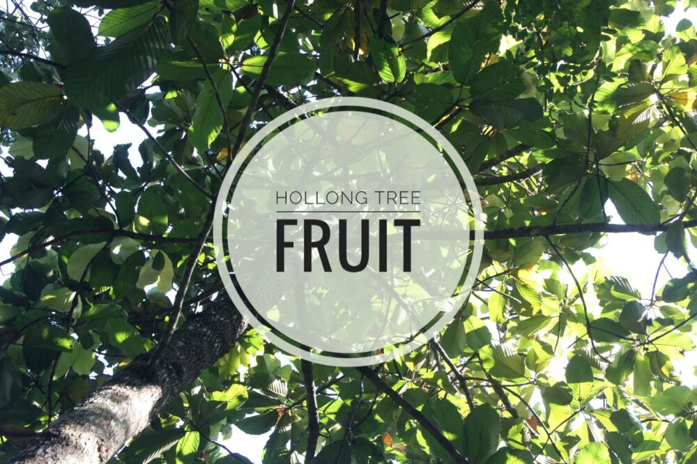 Hollong tree fruit