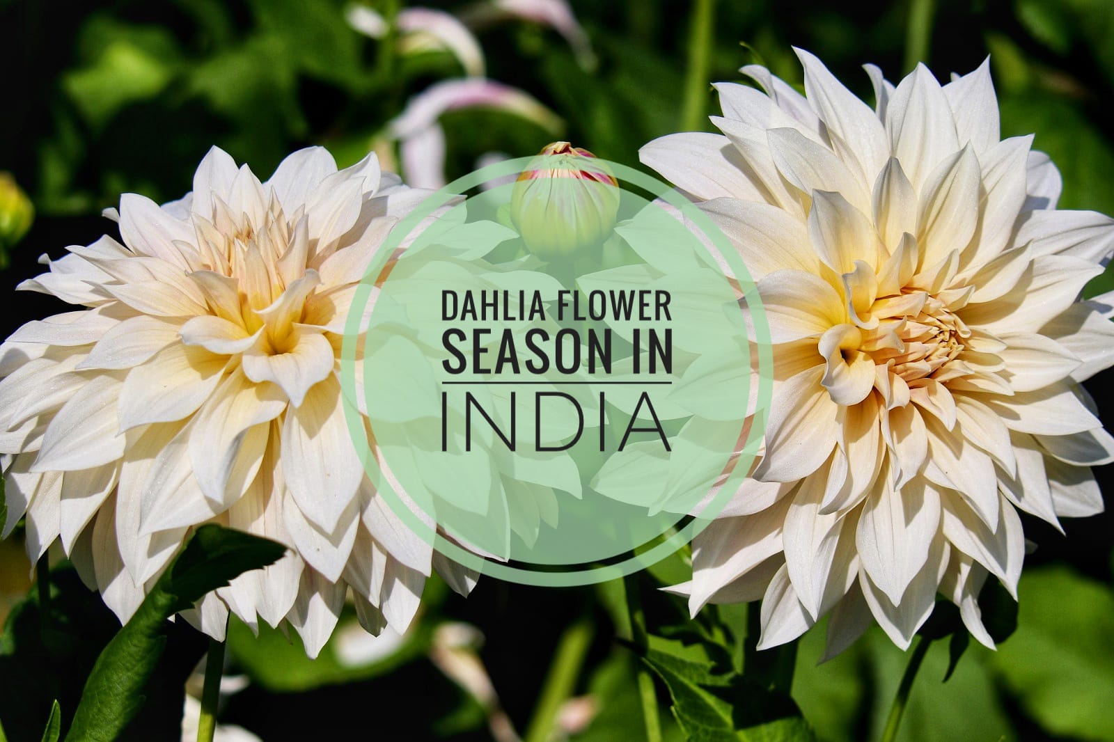 dahlia flower season in India