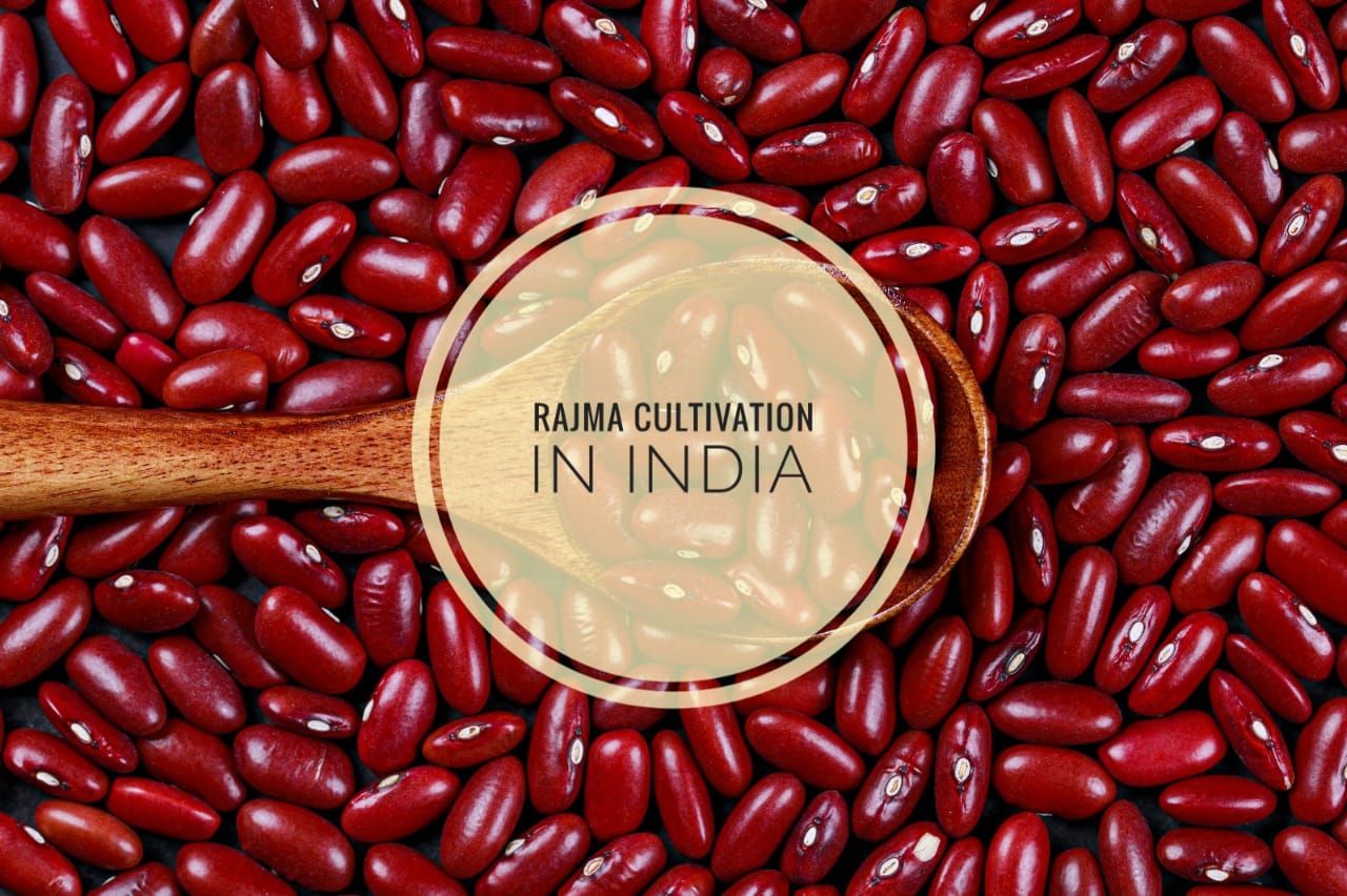 Rajma Cultivation