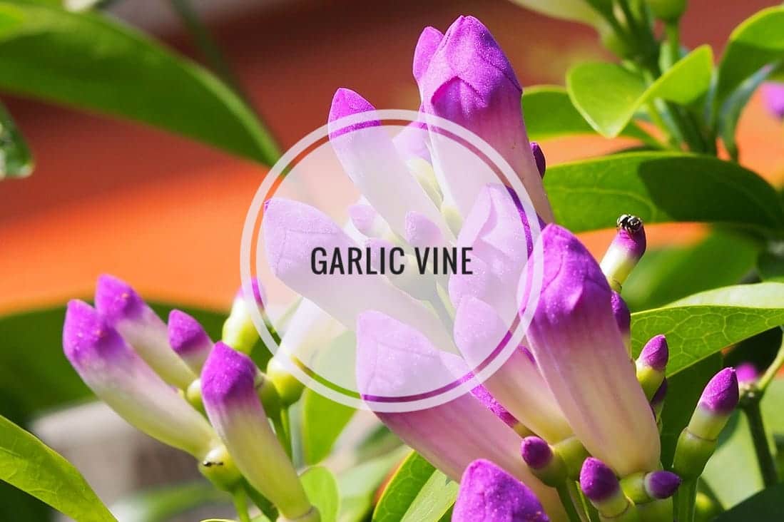 garlic vine