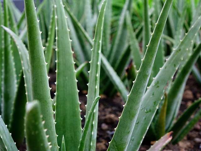 Aloe vera cultivation in India