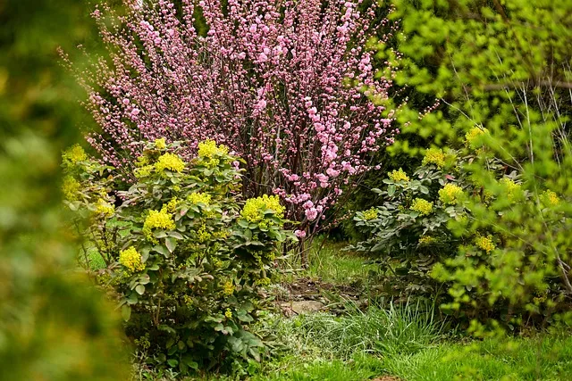 Name of 20 Shrubs plants in India: Options for every garden. | Plants |  Gardening Bud