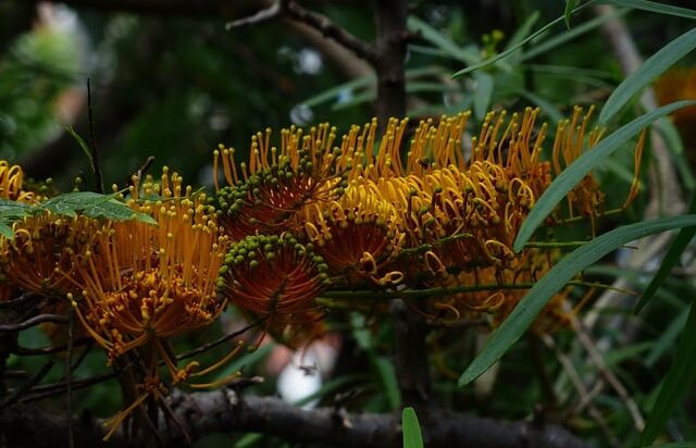 Silver Oak Tree in India