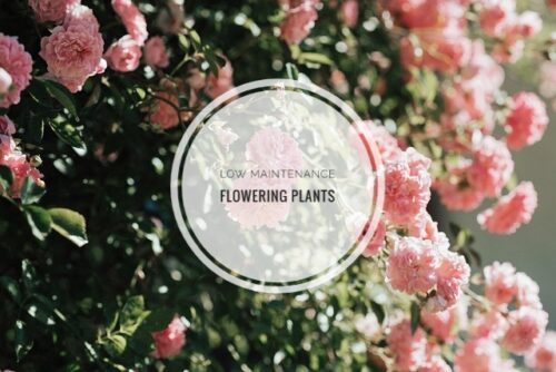 low maintenance 365 days flowering plants