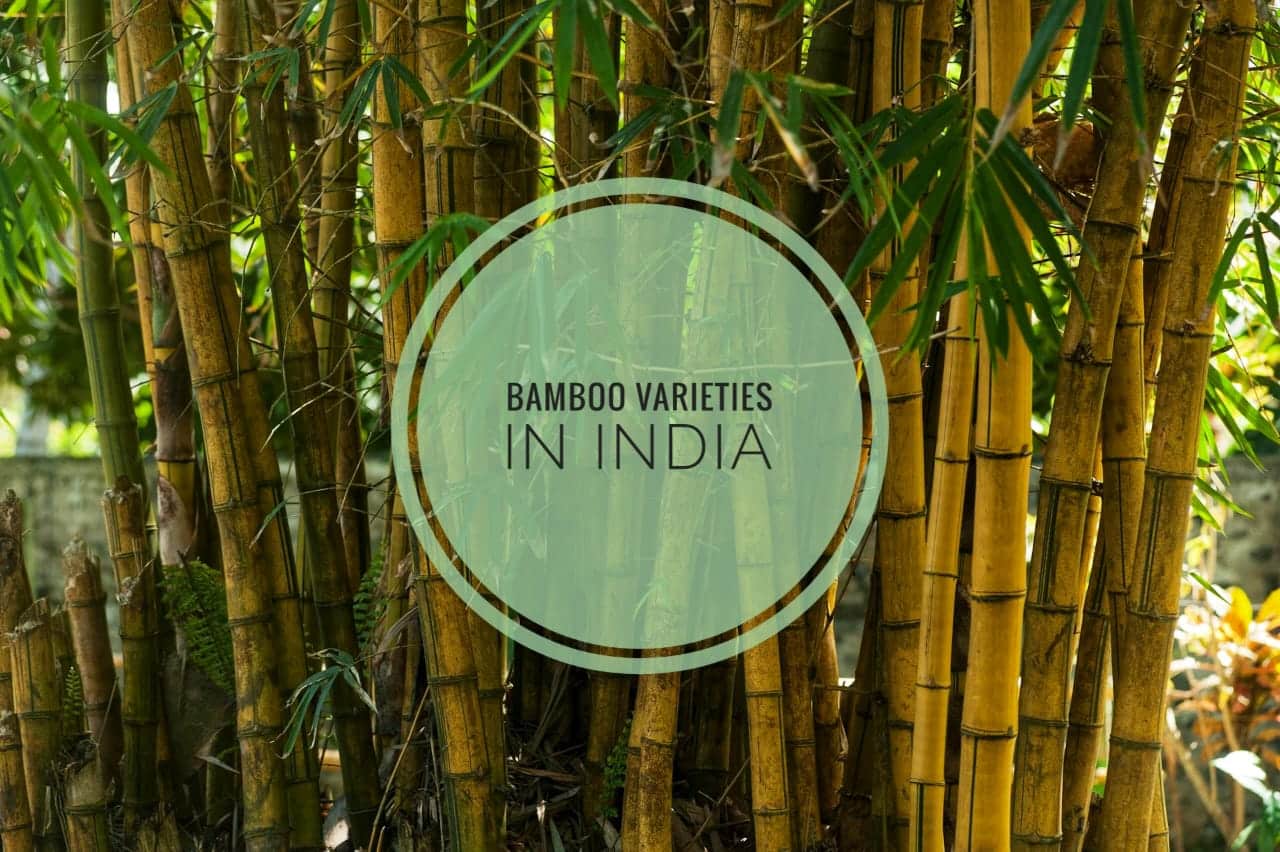 Bamboo varieties in India