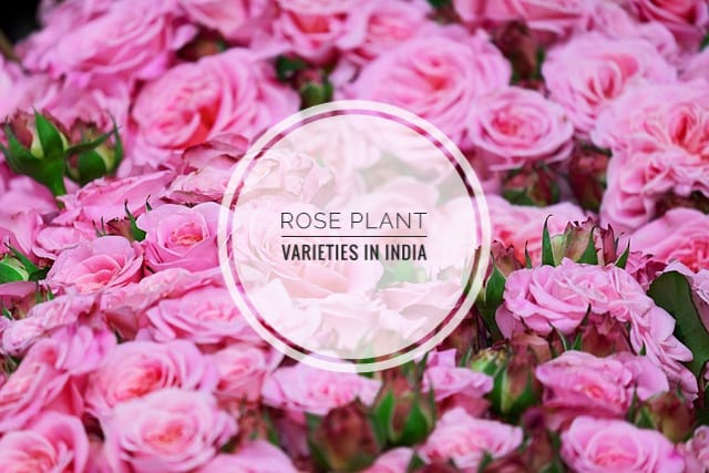 Rose plant varieties in India