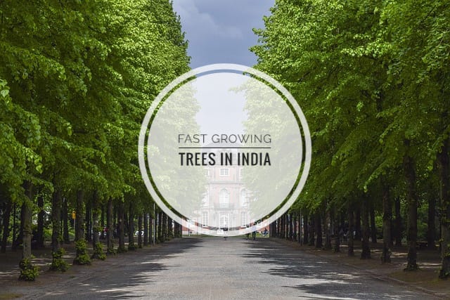 Fast Growing Trees in India