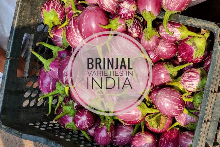 Brinjal Varieties