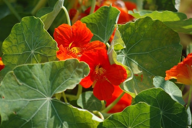 Nasturtium Flower Season in India