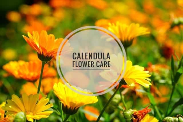 calendula flower season in India