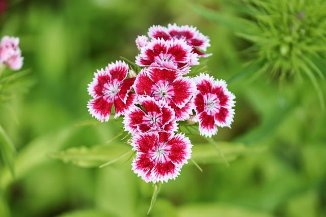 Dianthus flower season in India