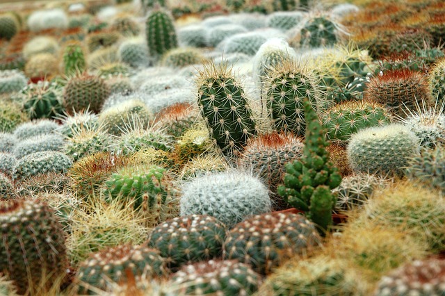 Cactus Plants Benefits