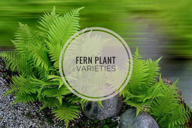 Fern Varieties