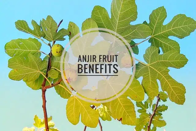 Anjeer health benefits