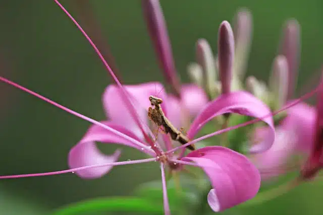 Cleome Flower