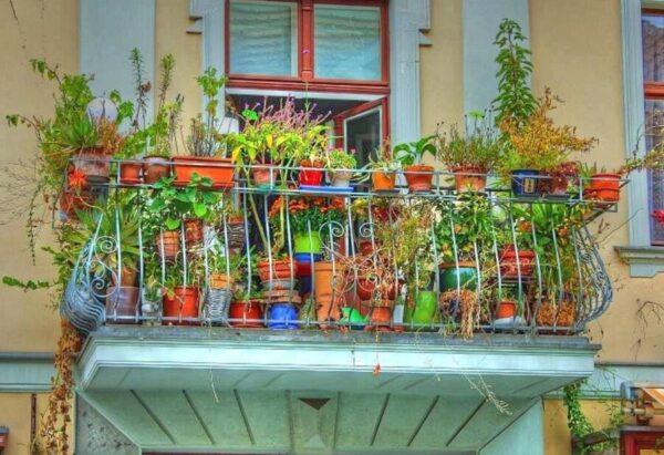 flowering plant for balcony