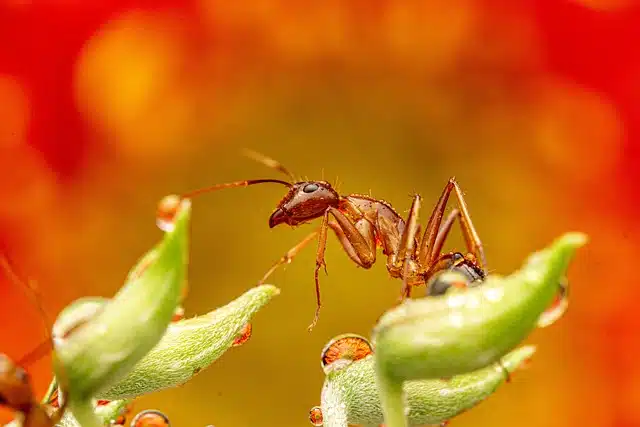 Weaver Ants