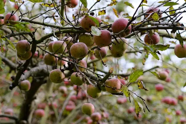 Types of Apple in India