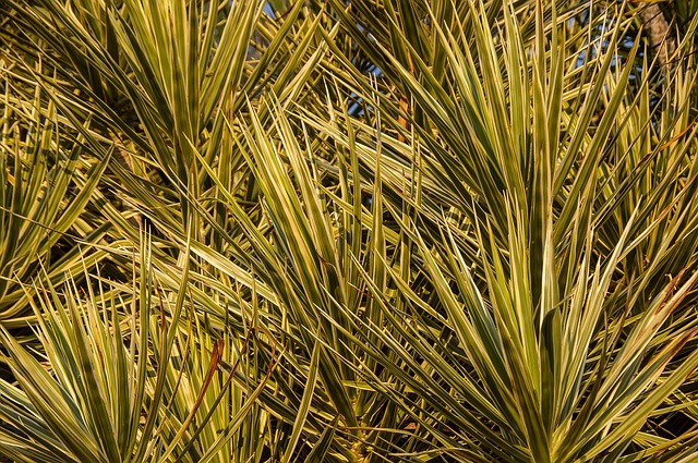 dracaena plant