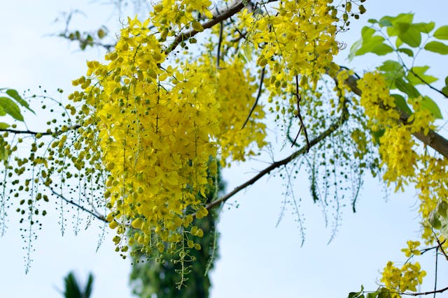 Golden Shower Tree