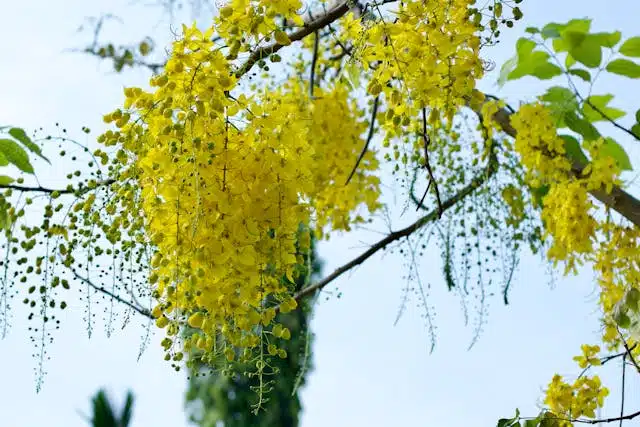 Golden Shower Tree
